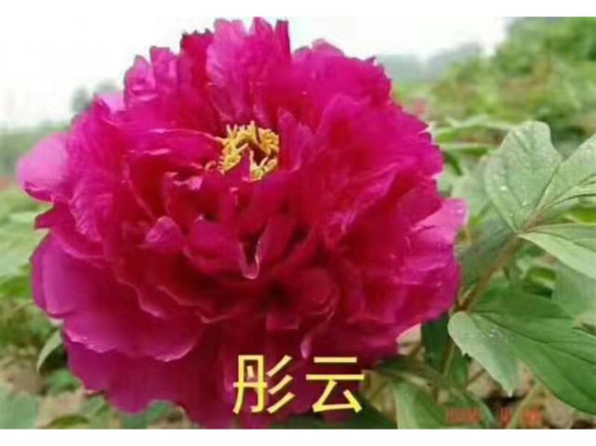 點(diǎn)擊查看詳細(xì)信息<br>標(biāo)題：彤云 閱讀次數(shù)：689