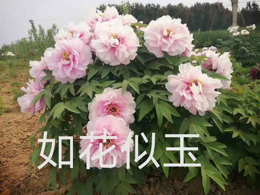 點擊查看詳細信息<br>標題：如花似玉 閱讀次數：669