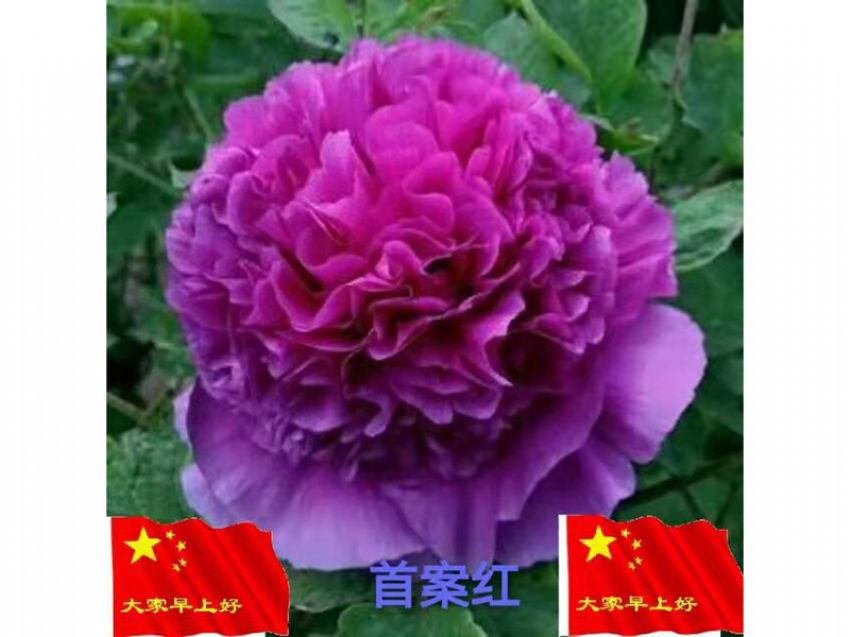 點(diǎn)擊查看詳細(xì)信息<br>標(biāo)題：首案紅 閱讀次數(shù)：607