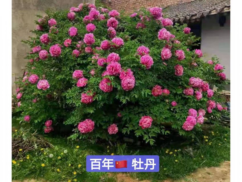 點(diǎn)擊查看詳細(xì)信息<br>標(biāo)題：百年牡丹王 閱讀次數(shù)：691