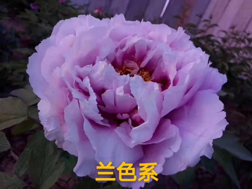 點(diǎn)擊查看詳細(xì)信息<br>標(biāo)題：蘭色系 閱讀次數(shù)：641